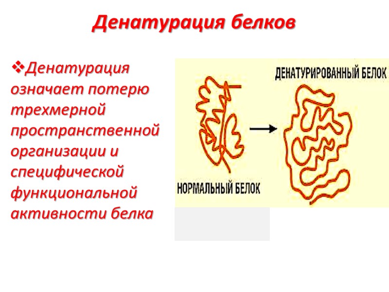 Денатурация белков  Денатурация означает потерю трехмерной пространственной организации и специфической функциональной активности белка